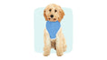Load image into Gallery viewer, Sample photo of a dog wearing a pink custom pet hoodie with line art of his face.
