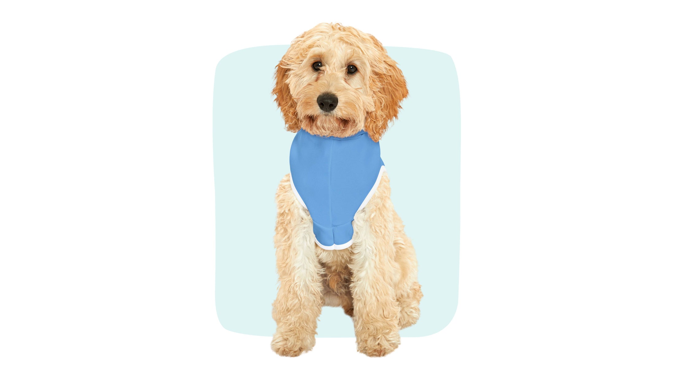 Sample photo of a dog wearing a blue custom pet hoodie with line art of his face.