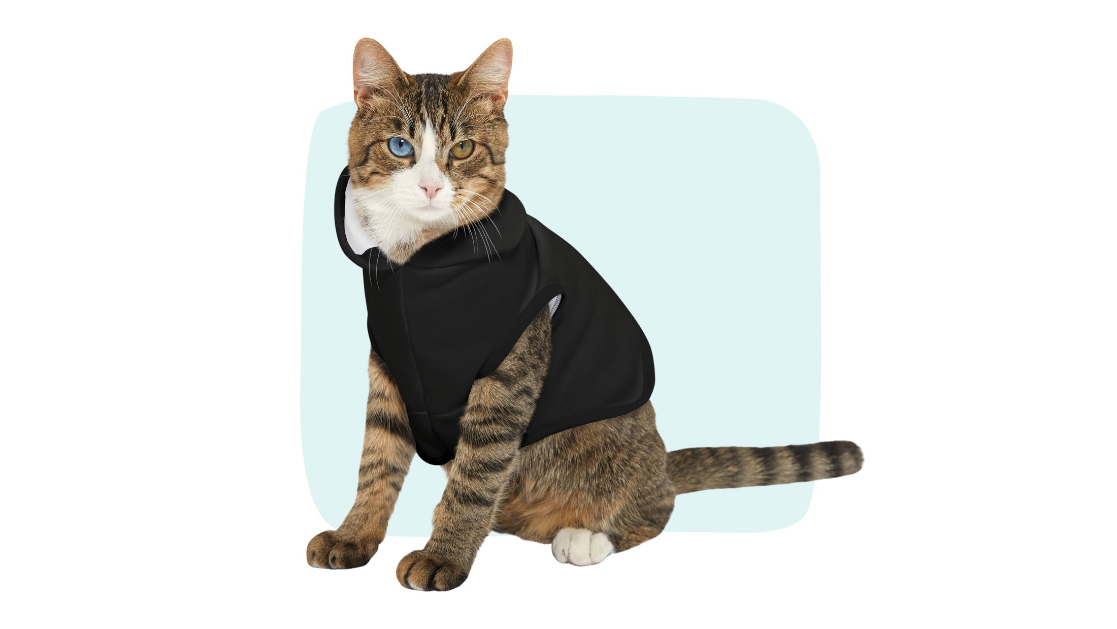 Sample photo of a cat wearing a black custom pet hoodie with line art of his face.